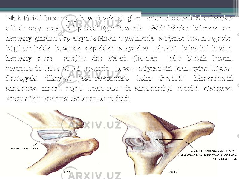 Blok tárizli buwın (jup buwın) yaki ginglim –art.trochoidea kósher háreket cilindr orayı arqalı bolıp ótedi.Eger buwında tásirli háreket bolmasa onı haqıyqıy ginglim dep ataymiz.Mısalı tuyaqlılarda shıǵanaq buwını.Egerde búgilgen halda buwında qaptaldan shayqalıw háreketi bolsa bul buwın haqıyqıy emes ginglim dep ataladı (barmaq hám bilezik buwını tuyaqlılarda).Blok tárizli buwında buwın múyeshiniń kishireyiwi búgiw- flexio,yaki úlkeyiwi jazdırıw-extensio bolıp ótedi.Bul háreketlerdiń shekleniwi menen qaptal baylanıslar da sheklenedi,al olardıń kúsheyiwi kapsula ishi baylanısı esabınan bolıp ótedi. 