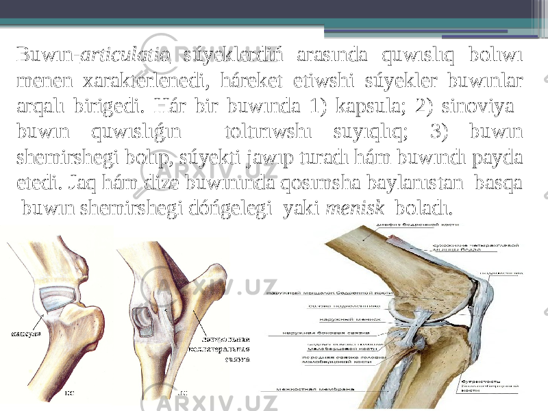 Buwın- articulatio súyeklerdiń arasında quwıslıq bolıwı menen xarakterlenedi, háreket etiwshi súyekler buwınlar arqalı birigedi. Hár bir buwında 1) kapsula; 2) sinoviya buwın quwıslıǵın toltırıwshı suyıqlıq; 3) buwın shemirshegi bolıp, súyekti jawıp turadı hám buwındı payda etedi. Jaq hám dize buwınında qosımsha baylanıstan basqa buwın shemirshegi dóńgelegi yaki menisk boladı. 