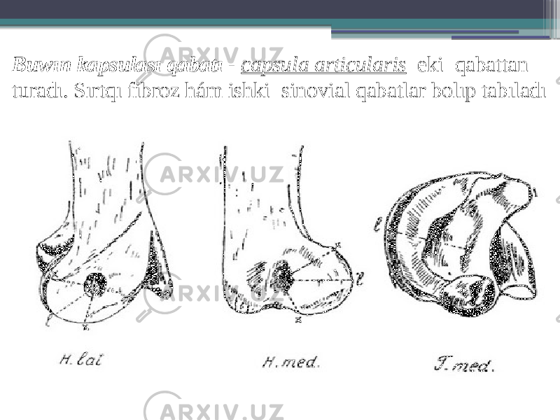 Buwın kapsulası qabatı - capsula articularis eki qabattan turadı. Sırtqı fibroz hám ishki sinovial qabatlar bolıp tabıladı 