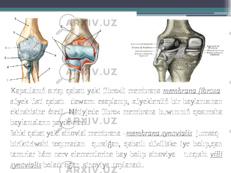 Kapsulanıń sırtqı qabatı yaki fibrozli membrana- membrana fibrosa súyek ústi qabatı dawamı esaplanıp, súyeklerdiń bir baylanısınan ekinshisine ótedi. Nátiyjede fibroz membrana buwınınıń qosımsha baylanısların payda etedi. Ishki qabat yaki sinovial membrana – membrana synovialis jumsaq biriktiriwshi toqımadan quralǵan, qabatlı dúziliske iye bolıp,qan tamırlar hám nerv elementlerine bay bolıp sinoviya tutqıshı- villi synovialis boladı oǵan sinoviya toplanadı. 