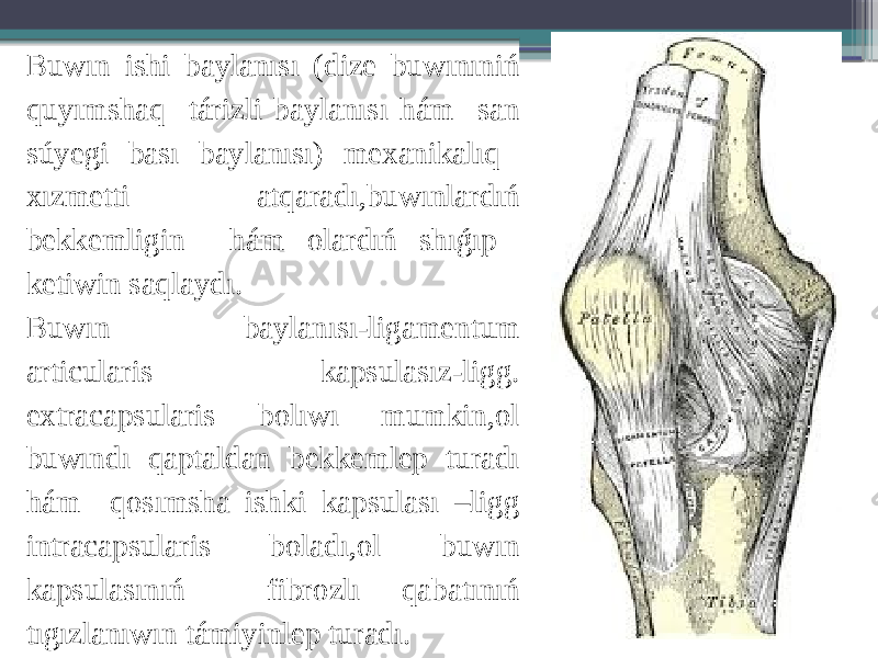 Buwın ishi baylanısı (dize buwınıniń quyımshaq tárizli baylanısı hám san súyegi bası baylanısı) mexanikalıq xızmetti atqaradı,buwınlardıń bekkemligin hám olardıń shıǵıp ketiwin saqlaydı. Buwın baylanısı-ligamentum articularis kapsulasız-ligg. extracapsularis bolıwı mumkin,ol buwındı qaptaldan bekkemlep turadı hám qosımsha ishki kapsulası –ligg intracapsularis boladı,ol buwın kapsulasınıń fibrozlı qabatınıń tıgızlanıwın támiyinlep turadı. 