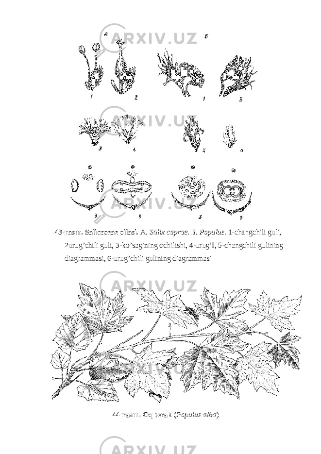 43-rasm. Salicaceae oilasi. A. Salix caprae . Б . Populus . 1-changchili guli, 2urug’chili guli, 3-ko’sagining ochilishi, 4-urug’I, 5-changchili gulining diagrammasi, 6-urug’chili gulining diagrammasi 44-rasm. Oq terak ( Populus alba ) 
