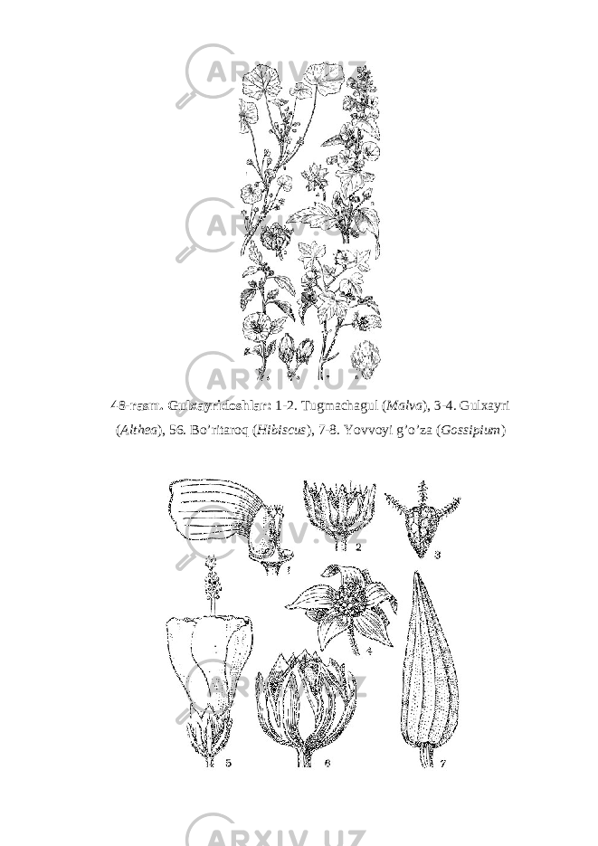 48-rasm. Gulxayridoshlar: 1-2. Tugmachagul ( Malva ), 3-4. Gulxayri ( Althea ), 56. Bo’ritaroq ( Hibiscus ), 7-8. Yovvoyi g’o’za ( Gossipium ) 