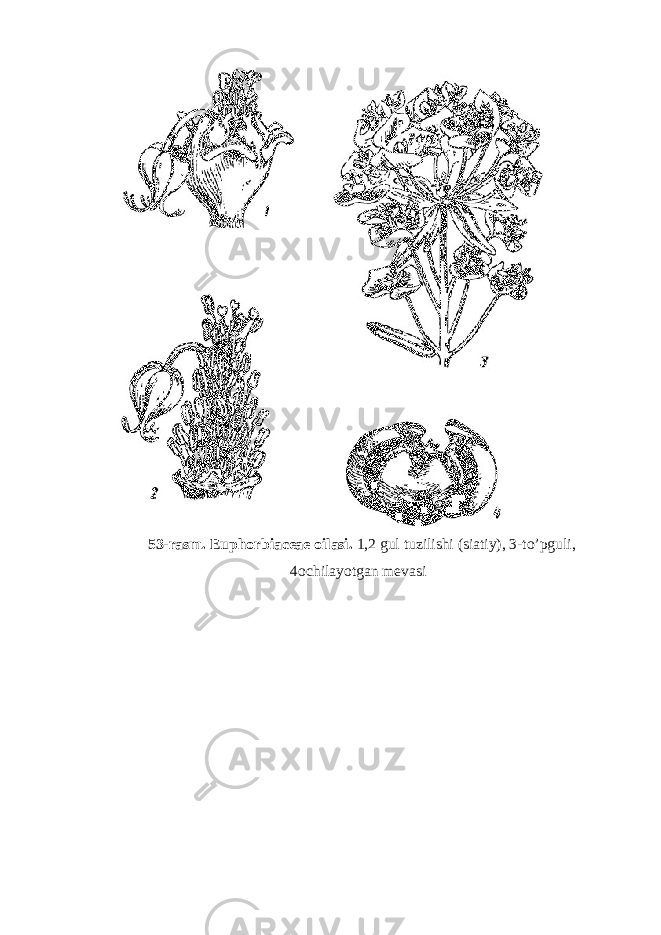 53-rasm. Euphorbiaceae oilasi. 1,2 gul tuzilishi (siatiy), 3-to’pguli, 4ochilayotgan mevasi 