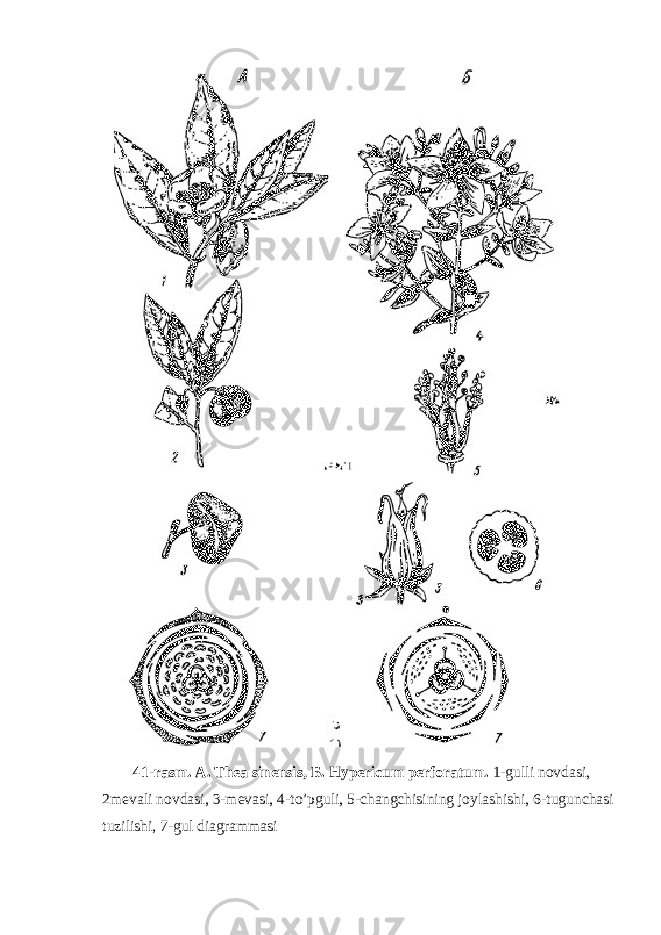 41-rasm. A. Thea sinensis, Б . Hypericum perforatum. 1-gulli novdasi, 2mevali novdasi, 3-mevasi, 4-to’pguli, 5-changchisining joylashishi, 6-tugunchasi tuzilishi, 7-gul diagrammasi 