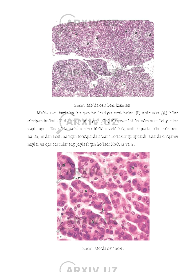 rasm. Me`da osti bezi kesmasi. Me`da osti bezining bir qancha insulyar orolchalari (I) atsinuslar (A) bilan o`ralgan bo`ladi. Yirik chiqaruv naylari (Ch) bir qavatli silindrsimon epiteliy bilan qoplangan. Tashqi tomondan a`zo biriktiruvchi to`qimali kapsula bilan o`ralgan bo`lib, undan hosil bo`lgan to`siqlarda a`zoni bo`laklarga ajratadi. Ularda chiqaruv naylar va qon tomirlar (Q) joylashgan bo`ladi X20. G va E. rasm. Me`da osti bezi. 
