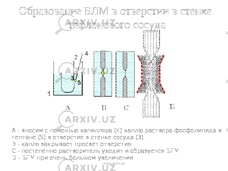 Образование БЛМ в отверстии в стенке тефлонового сосуда A - вносим с помощью капилляра (4) каплю раствора фосфолипида в гептане (5) в отверстие в стенке сосуда (3). B - капля закрывает просвет отверстия. C - постепенно растворитель уходит и образуется БЛМ D - БЛМ при очень большом увеличении www.arxiv.uz 