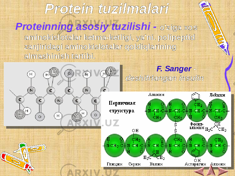 Protein tuzilmalari Proteinning asosiy tuzilishi - o&#39;ziga xos aminokislotalar ketma-ketligi, ya&#39;ni. polipeptid zanjiridagi aminokislotalar qoldiqlarining almashinish tartibi. F. Sanger - deshifrlangan insulin 