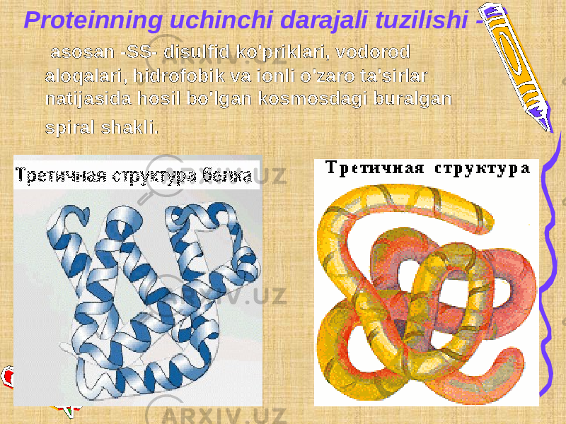 Proteinning uchinchi darajali tuzilishi - asosan -SS- disulfid ko&#39;priklari, vodorod aloqalari, hidrofobik va ionli o&#39;zaro ta&#39;sirlar natijasida hosil bo&#39;lgan kosmosdagi buralgan spiral shakli. 