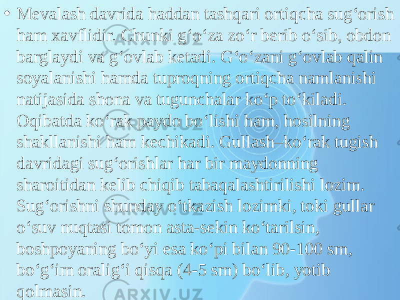 • Mevalash davrida haddan tashqari ortiqcha sug‘orish ham xavflidir. Chunki g‘o‘za zo‘r berib o‘sib, obdon barglaydi va g‘ovlab ketadi. G‘o‘zani g‘ovlab qalin soyalanishi hamda tuproqning ortiqcha namlanishi natijasida shona va tugunchalar ko‘p to‘kiladi. Oqibatda ko‘rak paydo bo‘lishi ham, hosilning shakllanishi ham kechikadi. Gullash–ko‘rak tugish davridagi sug‘orishlar har bir maydonning sharoitidan kelib chiqib tabaqalashtirilishi lozim. Sug‘orishni shunday o‘tkazish lozimki, toki gullar o‘suv nuqtasi tomon asta-sekin ko‘tarilsin, boshpoyaning bo‘yi esa ko‘pi bilan 90-100 sm, bo‘g‘im oralig‘i qisqa (4-5 sm) bo‘lib, yotib qolmasin. 