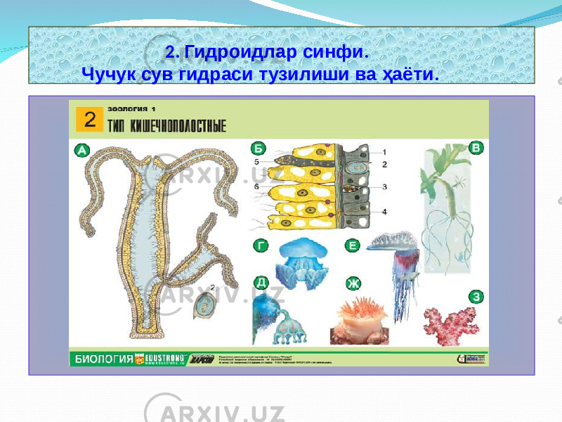  2. Гидроидлар синфи . Чучук сув гидраси тузилиши ва ҳаёти . 