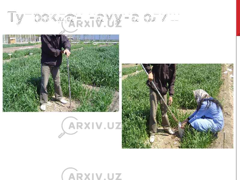 Тупроқдан намуна олиш 