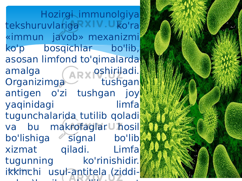  Hozirgi immunolgiya tekshuruvlariga ko&#39;ra «immun javob» mexanizmi ko&#39;p bosqichlar bo&#39;lib, asosan limfond to&#39;qimalarda amalga oshiriladi. Organizimga tushgan antigen o&#39;zi tushgan joy yaqinidagi limfa tugunchalarida tutilib qoladi va bu makrofaglar hosil bo&#39;lishiga signal bo&#39;lib xizmat qiladi. Limfa tugunning ko&#39;rinishidir. ikkinchi usul-antitela (ziddi- zahar)hosil bo&#39;lib, yot zarralarni zararsizlantirishda birmuncha mukammal usul hisoblanadi. www.arxiv.uz 