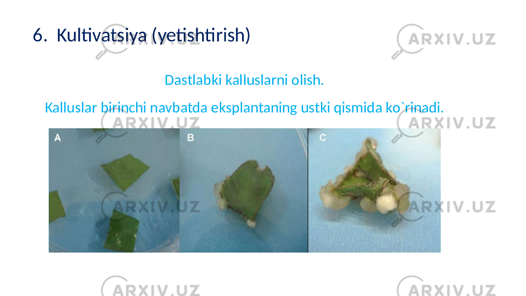 6. Kultivatsiya (yetishtirish) Dastlabki kalluslarni olish. Kalluslar birinchi navbatda eksplantaning ustki qismida ko`rinadi. 