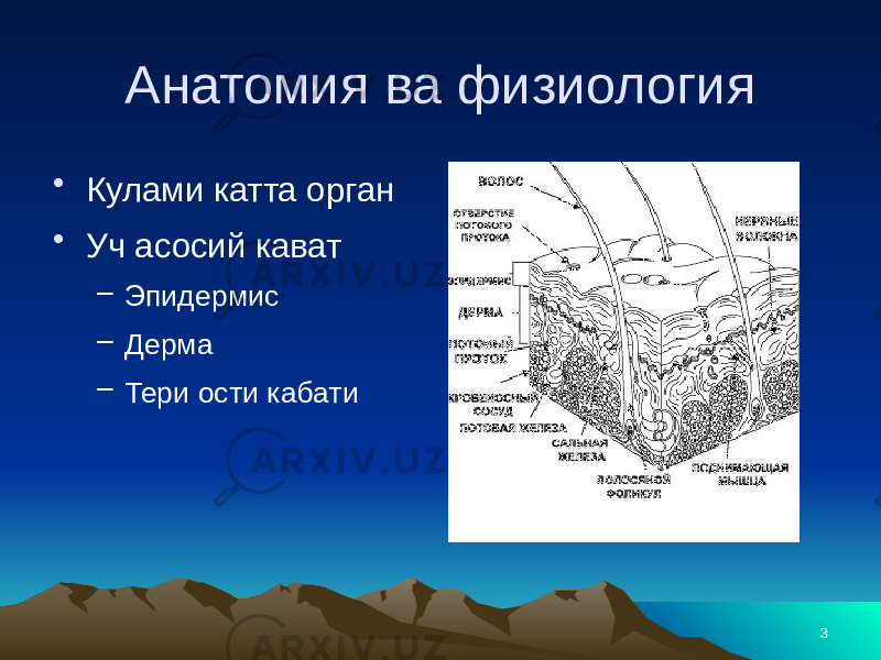 3Анатомия ва физиология • Кулами катта орган • Уч асосий кават – Эпидермис – Дерма – Тери ости кабати 