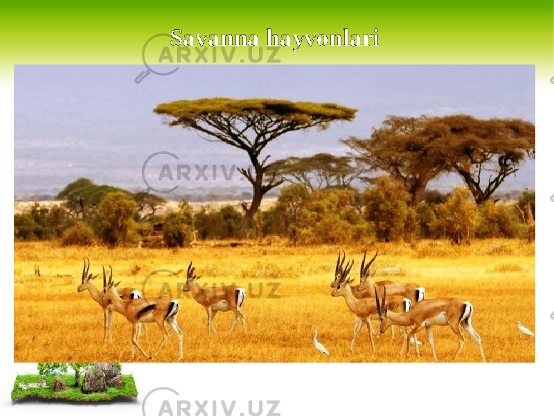 Savanna hayvonlari 