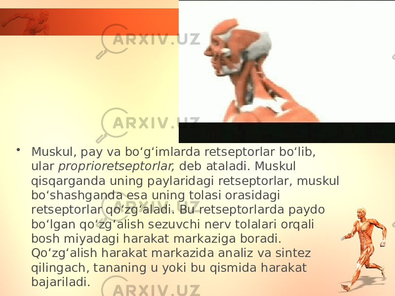 • Muskul, pay va bo‘g‘imlarda retseptorlar bo‘lib, ular proprioretseptorlar, deb ataladi. Muskul qisqarganda uning paylaridagi retseptorlar, muskul bo‘shashganda esa uning tolasi orasidagi retseptorlar qo‘zg‘aladi. Bu retseptorlarda paydo bo‘lgan qo‘zg‘alish sezuvchi nerv tolalari orqali bosh miyadagi harakat markaziga boradi. Qo‘zg‘alish harakat markazida analiz va sintez qilingach, tananing u yoki bu qismida harakat bajariladi. 