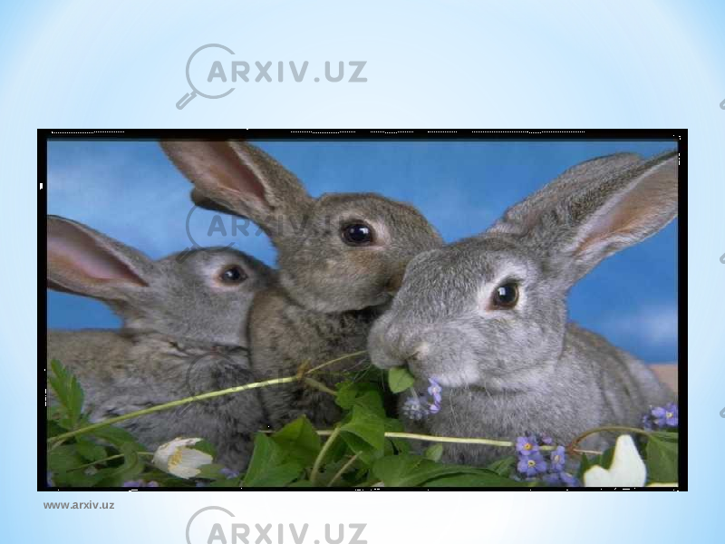 www.arxiv.uz 