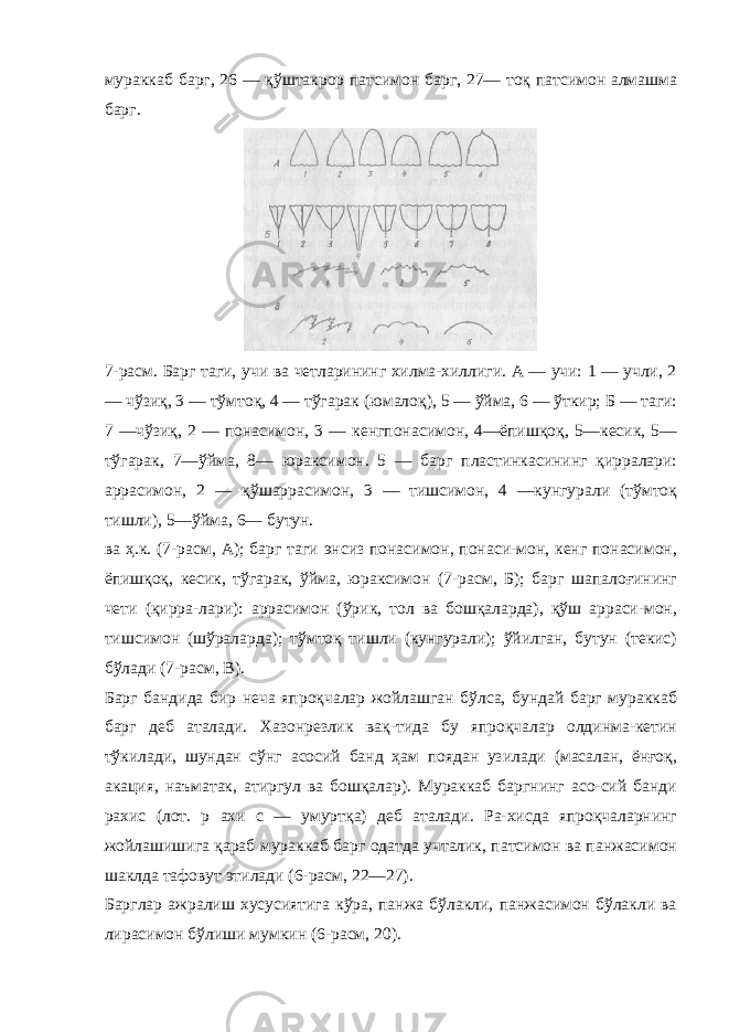 мураккаб барг, 26 — қўштакрор патсимон барг, 27— тоқ патсимон алмашма барг. 7-расм. Барг таги, учи ва четларининг хилма-хиллиги. А — учи: 1 — учли, 2 — чўзиқ, 3 — тўмтоқ, 4 — тўгарак (юмалоқ), 5 — ўйма, 6 — ўткир; Б — таги: 7 —чўзиқ, 2 — понасимон, 3 — кенгпонасимон, 4—ёпишқоқ, 5—кесик, 5— тўгарак, 7—ўйма, 8— юраксимон. 5 — барг пластинкасининг қирралари: аррасимон, 2 — қўшаррасимон, 3 — тишсимон, 4 —кунгурали (тўмтоқ тишли), 5—ўйма, 6— бутун. ва ҳ.к. (7-расм, А); барг таги энсиз понасимон, понаси-мон, кенг понасимон, ёпишқоқ, кесик, тўгарак, ўйма, юраксимон (7-расм, Б); барг шапалоғининг чети (қирра-лари): аррасимон (ўрик, тол ва бошқаларда), қўш арраси-мон, тишсимон (шўраларда); тўмтоқ тишли (кунгурали); ўйилган, бутун (текис) бўлади (7-расм, В). Барг бандида бир неча япроқчалар жойлашган бўлса, бундай барг мураккаб барг деб аталади. Хазонрезлик вақ-тида бу япроқчалар олдинма-кетин тўкилади, шундан сўнг асосий банд ҳам поядан узилади (масалан, ёнғоқ, акация, наъматак, атиргул ва бошқалар). Мураккаб баргнинг асо-сий банди рахис (лот. р ахи с — умуртқа) деб аталади. Ра-хисда япроқчаларнинг жойлашишига қараб мураккаб барг одатда учталик, патсимон ва панжасимон шаклда тафовут этилади (6-расм, 22—27). Барглар ажралиш хусусиятига кўра, панжа бўлакли, панжасимон бўлакли ва лирасимон бўлиши мумкин (6-расм, 20). 