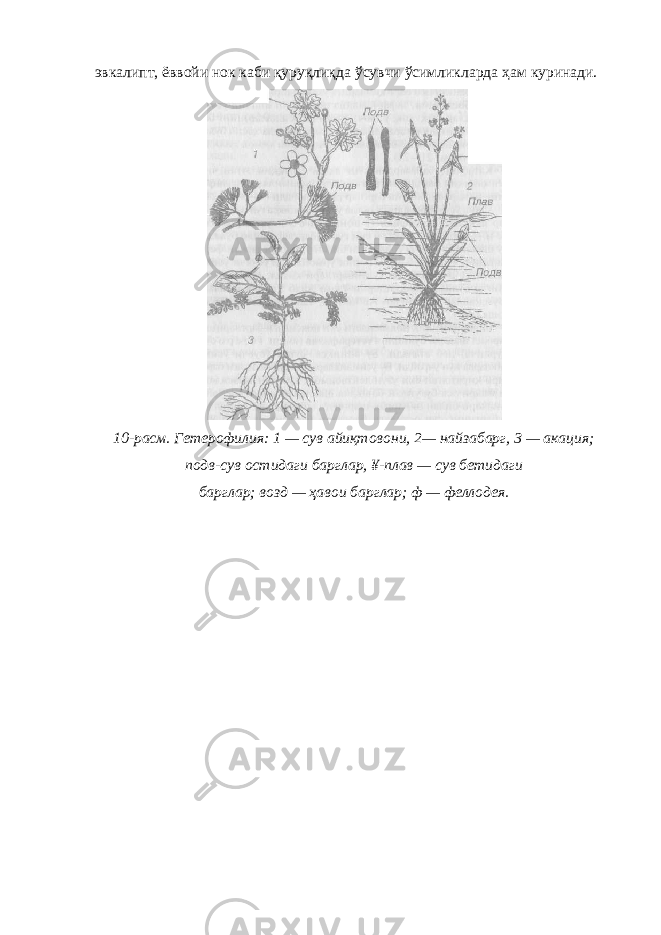 эвкалипт, ёввойи нок каби қуруқлиқда ўсувчи ўсимликларда ҳам куринади. 10-расм. Гетерофилия: 1 — сув айиқтовони, 2— найзабарг, 3 — акация; подв-сув остидаги барглар, ¥-плав — сув бетидаги барглар; возд — ҳавои барглар; ф — феллодея. 