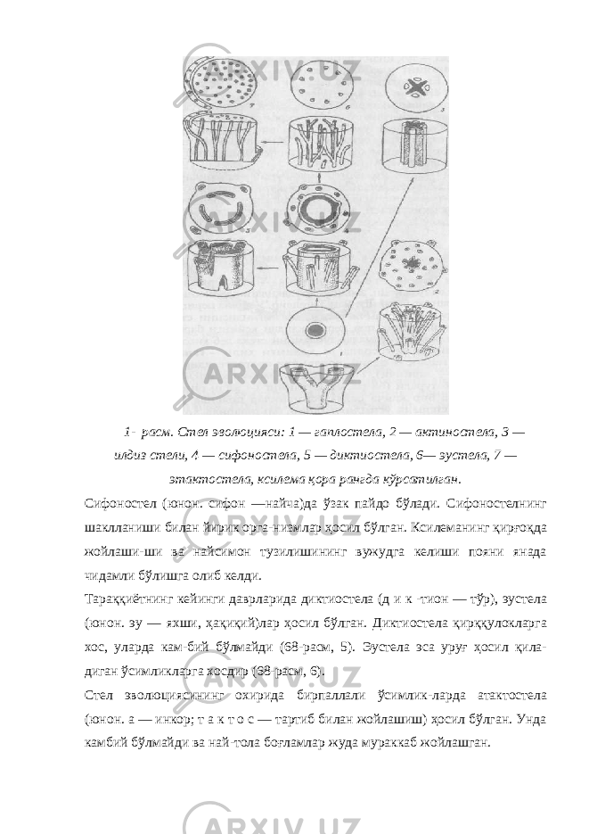 1- расм. Стел эволюцияси: 1 — гаплостела, 2 — актиностела, 3 — илдиз стели, 4 — сифоностела, 5 — диктиостела, 6— эустела, 7 — этактостела, ксилема қора рангда кўрсатилган. Сифоностел (юнон. сифон —найча)да ўзак пайдо бўлади. Сифоностелнинг шаклланиши билан йирик орга-низмлар ҳосил бўлган. Ксилеманинг қирғоқда жойлаши-ши ва найсимон тузилишининг вужудга келиши пояни янада чидамли бўлишга олиб келди. Тараққиётнинг кейинги даврларида диктиостела (д и к -тион — тўр), эустела (юнон. эу — яхши, ҳақиқий)лар ҳосил бўлган. Диктиостела қирққулокларга хос, уларда кам-бий бўлмайди (68-расм, 5). Эустела эса уруғ ҳосил қила- диган ўсимликларга хосдир (68-расм, 6). Стел эволюциясининг охирида бирпаллали ўсимлик-ларда атактостела (юнон. а — инкор; т а к т о с — тартиб билан жойлашиш) ҳосил бўлган. Унда камбий бўлмайди ва най-тола боғламлар жуда мураккаб жойлашган. 