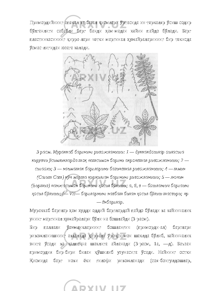 Примордийнинг апекал ва базал қисмлари ўртасида ин-теркаляр ўсиш содир бўлганлиги сабабли барг банди ҳам-мадан кейин пайдо бўлади. Барг пластинкасининг қирра-лари четки маргинал ҳужайраларининг бир текисда ўсмас-лигидан юзага келади. 3-расм. Мураккаб баргнинг ривожланиши: 1 — дуккакдошлар оиласига кирувчи ўсимликларда тоқ патсимон баргни акропетал ривожланиши; 2 — сигаохи; 3 — наъматак баргларини базипетал ривожланиши; 4 — тмин (Сагит Сат) кўп марта қирқилган баргнинг ривожланиши; 5 — люпин (Ьиртиз) панжасимон баргнинг ҳосил бўлиши; а, 6, в — бошланғич баргаинг ҳосил бўлиши; /— VII — баргларнинг навбат билан ҳосил бўлиш тасвири; пр — ёнбарглар. Мураккаб барглар ҳам худди оддий барглардай пайдо бўлади ва кейинчалик унинг маргинал ҳужайралари бўли-на бошлайди (3-расм). Бир паллали ўсимликларнинг бошланғич (приморди-ал) барглари ривожланишнинг аввалида қиррали ўроқси-мон шаклда бўлиб, кейинчалик энига ўсади ва қалпоқча шаклига айланади (3-расм, 1а, —д). Баъзан примордия бир-бири билан қўшилиб узунасига ўсади. Найнинг остки Қисмида барг нови ёки ғилофи ривожланади (соя-бонгулдошлар, 