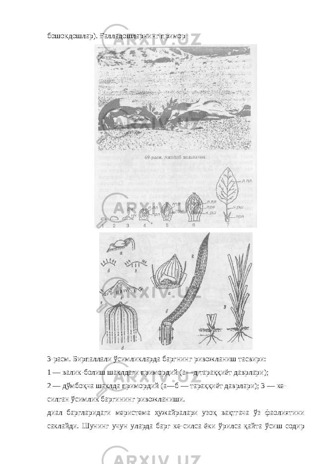 бошокдошлар). Ғалладошларнинг примор- 3-расм. Бирпаллали ўсимликларда баргнинг ривожланиш тасвири: 1 — валик-болиш шаклдаги примордий (а—д тараққиёт даврлари); 2 — дўмбоқча шаклда примордий (а—б — тараққиёт даврлари); 3 — ке- силган ўсимлик баргининг ривожланиши. диал баргларидаги меристема ҳужайралари узоқ вақтгача ўз фаолиятини саклайди. Шунинг учун уларда барг ке-силса ёки ўрилса қайта ўсиш содир 