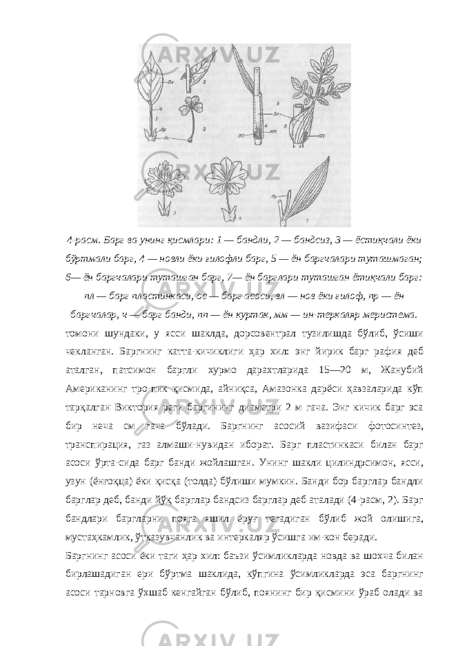4-расм. Барг ва унинг қисмлари: 1 — бандли, 2 — бандсиз, 3 — ёстиқчали ёки бўртмали барг, 4 — новли ёки ғилофли барг, 5 — ён баргчалари туташмаган; 6— ён баргчалари туташган барг, 7— ён барглари туташган ётиқчали барг: пл — барг пластинкаси, ос — барг асоси, вл — нов ёки ғилоф, пр — ён баргчалар, ч — барг банди, пп — ён куртак, мм — ин-теркаляр меристема. томони шундаки, у ясси шаклда, дорсовентрал тузилишда бўлиб, ўсиши чекланган. Баргнинг катта-кичиклиги ҳар хил: энг йирик барг рафия деб аталган, патсимон баргли хурмо дарахтларида 15—20 м, Жанубий Американинг тро-пик қисмида, айниқса, Амазонка дарёси ҳавзаларида кўп тарқалган Виктория реги баргининг диаметри 2 м гача. Энг кичик барг эса бир неча см гача бўлади. Баргнинг асосий вазифаси фотосинтез, транспирация, газ алмаши-нувидан иборат. Барг пластинкаси билан барг асоси ўрта-сида барг банди жойлашган. Унинг шакли цилиндрсимон, ясси, узун (ёнғоқца) ёки қисқа (толда) бўлиши мумкин. Банди бор барглар бандли барглар деб, банди йўқ барглар бандсиз барглар деб аталади (4-расм, 2). Барг бандлари баргларни пояга яшил ёруғ тегадиган бўлиб жой олишига, мустаҳкамлик, ўтказувчанлик ва интеркаляр ўсишга им-кон беради. Баргнинг асоси ёки таги ҳар хил: баъзи ўсимликларда новда ва шохча билан бирлашадиган ери бўртма шаклида, кўпгина ўсимликларда эса баргнинг асоси тарновга ўхшаб кенгайган бўлиб, поянинг бир қисмини ўраб олади ва 