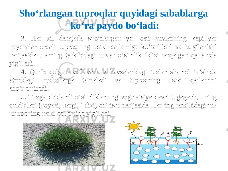 3. Har xil darajada sho‘rlangan yer osti suvlarining kapillyar naychalar orqali tuproqning ustki qatlamiga ko‘tarilishi va bug‘lanishi natijasida ularning tarkibidagi tuzlar o‘simlik ildizi tarqalgan qatlamda yig‘iladi. 4. Qurib qolgan ko‘l va suv havzalaridagi tuzlar shamol ta’sirida atrofdagi hududlarga tarqaladi va tuproqning ustki qatlamini sho‘rlantiradi. 5. Tuzga chidamli o‘simliklarning vegetatsiya davri tugagach, uning qoldiqlari (poyasi, bargi, ildizi) chirishi natijasida ularning tarkibidagi tuz tuproqning ustki qatlamida yig‘iladi. Sho‘rlangan tuproqlar quyidagi sabablarga ko‘ra paydo bo‘ladi: 