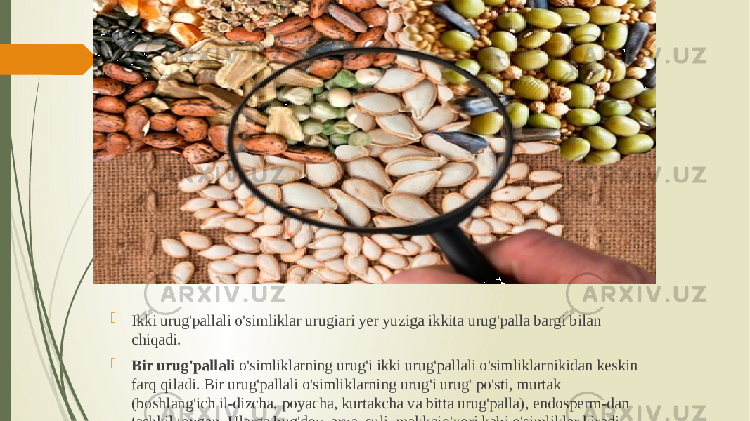  Ikki urug&#39;pallali o&#39;simliklar urugiari yer yuziga ikkita urug&#39;palla bargi bilan chiqadi.  Bir urug&#39;pallali o&#39;simliklarning urug&#39;i ikki urug&#39;pal lali o&#39;simliklarnikidan keskin farq qiladi. Bir urug&#39;pallali o&#39;simliklarning urug&#39;i urug&#39; po&#39;sti, murtak (boshlang&#39;ich il-dizcha, poyacha, kurtakcha va bitta urug&#39;palla), endosperm-dan tashkil topgan. Ularga bug&#39;doy, arpa, suli, makkajo&#39;xori kabi o&#39;simliklar kiradi. 