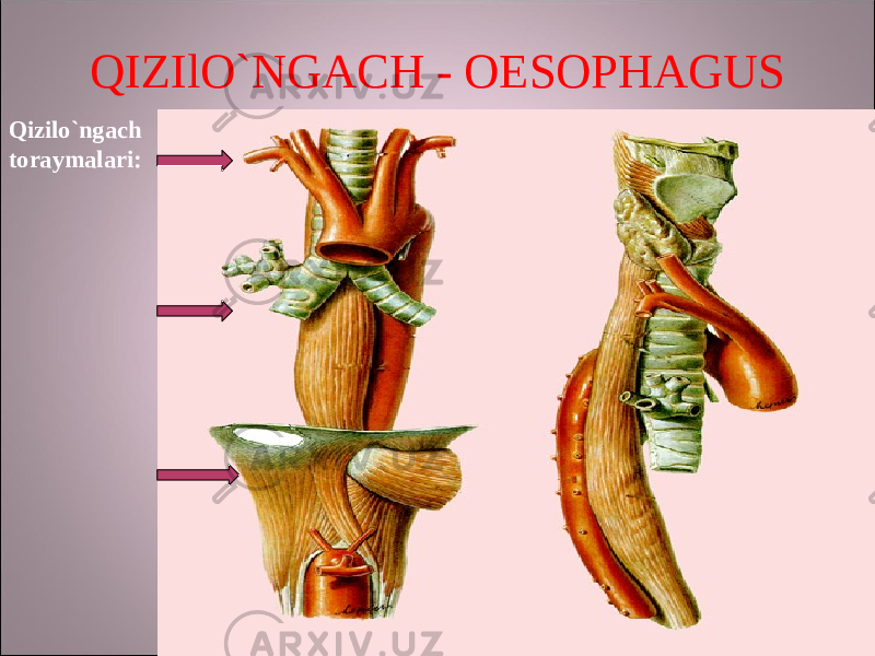 QIZIlO`NGACH - OESOPHAGUS Qizilo`ngach toraymalari: 