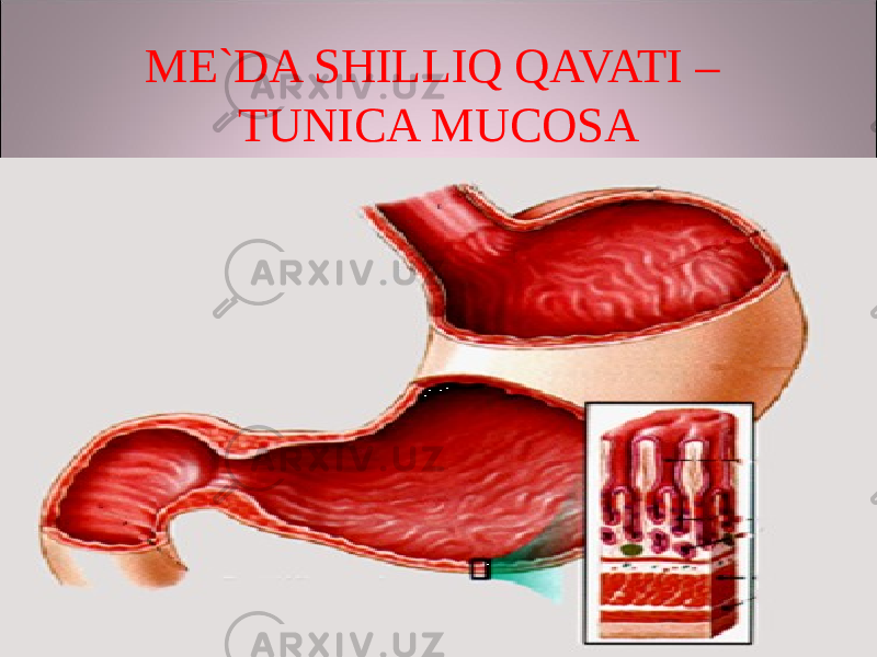 ME`DA SHILLIQ QAVATI – TUNICA MUCOSA 