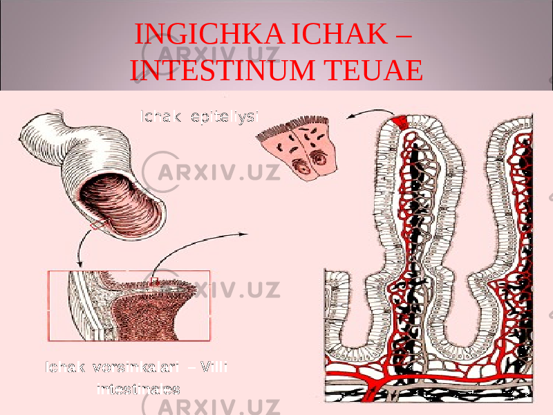 INGICHKA ICHAK – INTESTINUM TEUAE Ichak vorsinkalari – Villi intestinales Ichak epiteliysi 