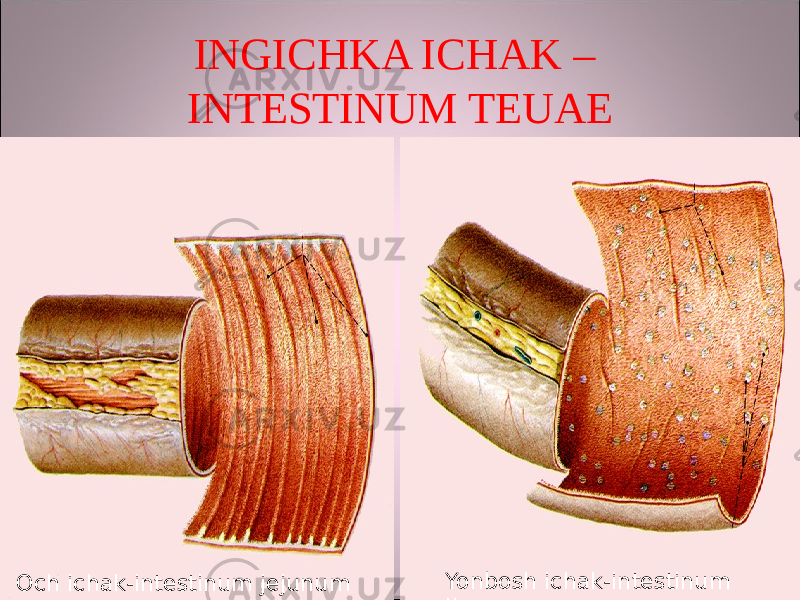 INGICHKA ICHAK – INTESTINUM TEUAE Och ichak-intestinum jejunum Yonbosh ichak-intestinum ileum 