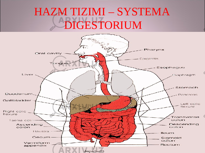 HAZM TIZIMI – SYSTEMA DIGESTORIUM 
