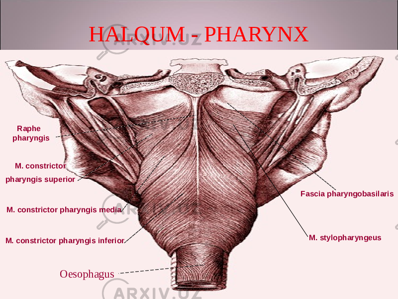 HALQUM - PHARYNX Raphe pharyngis M. constrictor pharyngis superior M. constrictor pharyngis media M. constrictor pharyngis inferior Oesophagus Fascia pharyngobasilaris M. stylopharyngeus 