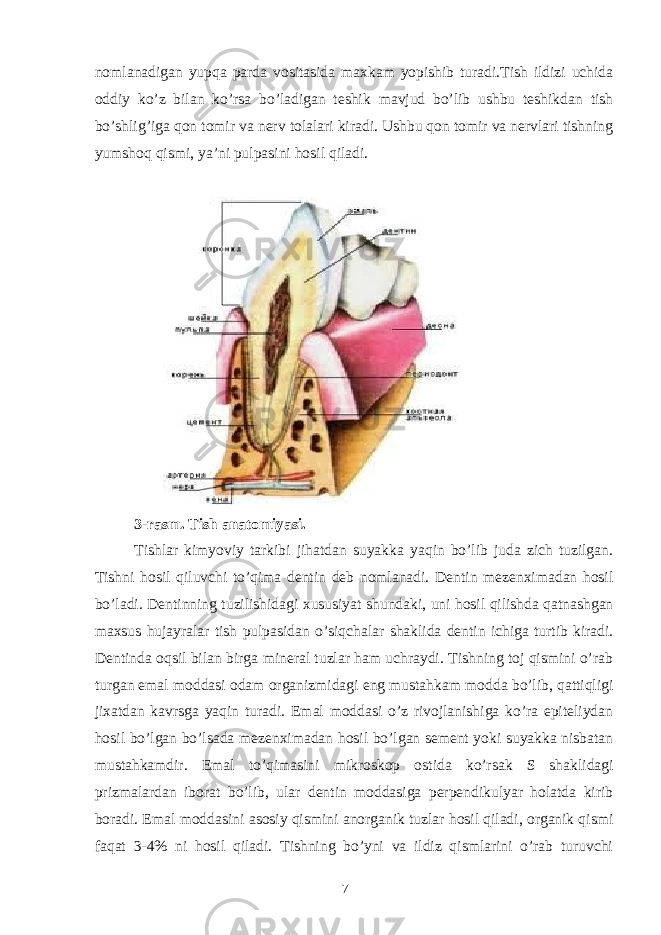 nomlanadigan yupqa parda vositasida maxkam yopishib turadi.Tish ildizi uchida oddiy ko’z bilan ko’rsa bo’ladigan teshik mavjud bo’lib ushbu teshikdan tish bo’shlig’iga qon tomir va nerv tolalari kiradi. Ushbu qon tomir va nervlari tishning yumshoq qismi, yaʼni pulpasini hosil qiladi. 3-rasm. Tish anatomiyasi. Tishlar kimyoviy tarkibi jihatdan suyakka yaqin bo’lib juda zich tuzilgan. Tishni hosil qiluvchi to’qima dentin deb nomlanadi. Dentin mezenximadan hosil bo’ladi. Dentinning tuzilishidagi xususiyat shundaki, uni hosil qilishda qatnashgan maxsus hujayralar tish pulpasidan o’siqchalar shaklida dentin ichiga turtib kiradi. Dentinda oqsil bilan birga mineral tuzlar ham uchraydi. Tishning toj qismini o’rab turgan emal moddasi odam organizmidagi eng mustahkam modda bo’lib, qattiqligi jixatdan kavrsga yaqin turadi. Emal moddasi o’z rivojlanishiga ko’ra epiteliydan hosil bo’lgan bo’lsada mezenximadan hosil bo’lgan sement yoki suyakka nisbatan mustahkamdir. Emal to’qimasini mikroskop ostida ko’rsak S shaklidagi prizmalardan iborat bo’lib, ular dentin moddasiga perpendikulyar holatda kirib boradi. Emal moddasini asosiy qismini anorganik tuzlar hosil qiladi, organik qismi faqat 3-4% ni hosil qiladi. Tishning bo’yni va ildiz qismlarini o’rab turuvchi 7 