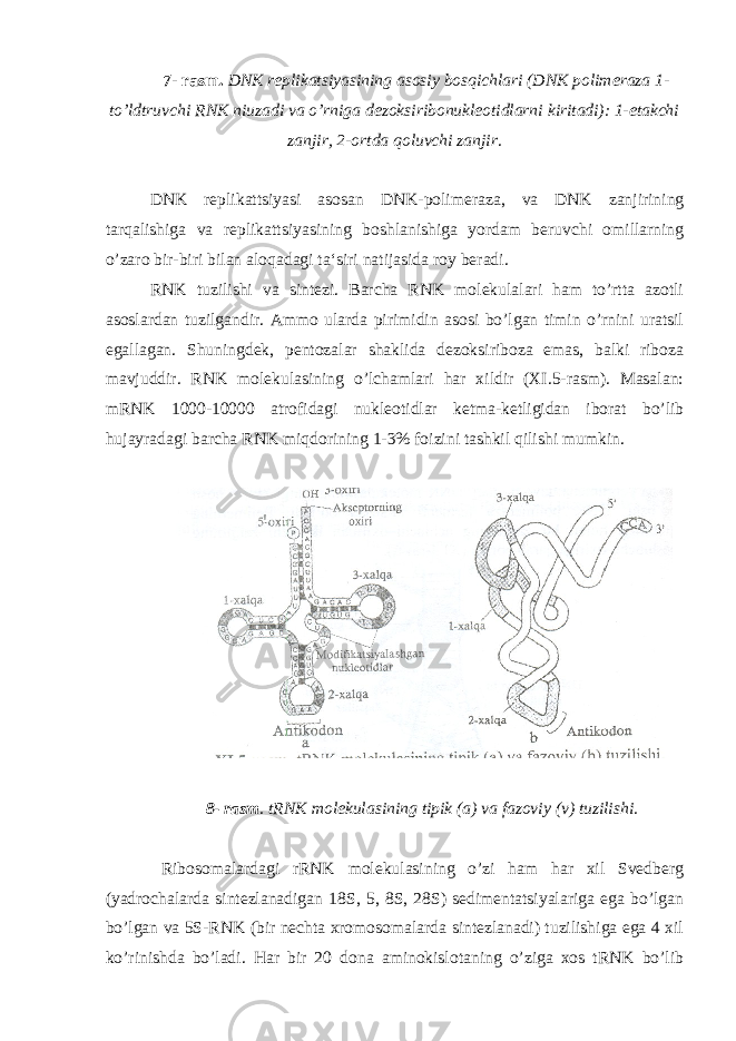 7- rasm. DNK replikatsiyasining asosiy bosqichlari (DNK polimeraza 1- to’ldtruvchi RNK niuzadi va o’rniga dezoksiribonukleotidlarni kiritadi): 1-etakchi zanjir, 2-ortda qoluvchi zanjir . DNK replikattsiyasi asosan DNK-polimeraza, va DNK zanjirining tarqalishiga va replikattsiyasining boshlanishiga yordam beruvchi omillarning o’zaro bir-biri bilan aloqadagi ta‘siri natijasida roy beradi. RNK tuzilishi va sintezi. Barcha RNK molekulalari ham to’rtta azotli asoslardan tuzilgandir. Ammo ularda pirimidin asosi bo’lgan timin o’rnini uratsil egallagan. Shuningdek, pentozalar shaklida dezoksiriboza emas, balki riboza mavjuddir. RNK molekulasining o’lchamlari har xildir (XI.5-rasm). Masalan: mRNK 1000-10000 atrofidagi nukleotidlar ketma-ketligidan iborat bo’lib hujayradagi barcha RNK miqdorining 1-3% foizini tashkil qilishi mumkin. 8- rasm . tRNK molekulasining tipik (a) va fazoviy (v) tuzilishi. Ribosomalardagi rRNK molekulasining o’zi ham har xil Svedberg (yadrochalarda sintezlanadigan 18S, 5, 8S, 28S) sedimentatsiyalariga ega bo’lgan bo’lgan va 5S-RNK (bir nechta xromosomalarda sintezlanadi) tuzilishiga ega 4 xil ko’rinishda bo’ladi. Har bir 20 dona aminokislotaning o’ziga xos tRNK bo’lib 