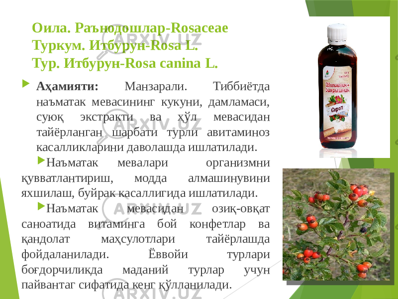 Оила. Раънодошлар-Rosaceae Туркум. Итбурун-Rosa L. Тур. Итбурун-Rosa canina L.  Аҳамияти: Манзарали. Тиббиётда наъматак мевасининг кукуни, дамламаси, суюқ экстракти ва ҳўл мевасидан тайёрланган шарбати турли авитаминоз касалликларини даволашда ишлатилади.  Наъматак мевалари организмни қувватлантириш, модда алмашинувини яхшилаш, буйрак касаллигида ишлатилади.  Наъматак мевасидан озиқ-овқат саноатида витаминга бой конфетлар ва қандолат маҳсулотлари тайёрлашда фойдаланилади. Ёввойи турлари боғдорчиликда маданий турлар учун пайвантаг сифатида кенг қўлланилади. 