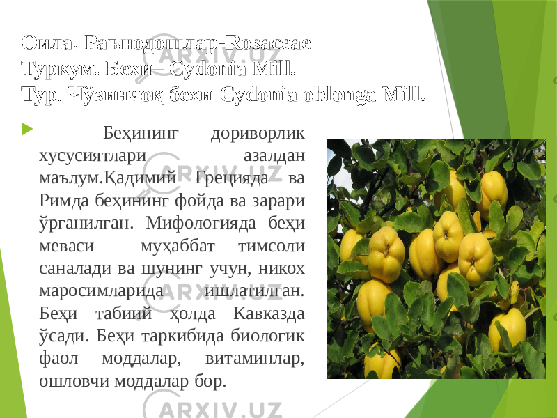 Оила. Раънодошлар-Rosaceae Туркум. Бехи– Cydonia Mill. Тур. Чўзинчоқ бехи-Cydonia oblonga Mill.  Беҳининг дориворлик хусусиятлари азалдан маълум.Қадимий Грецияда ва Римда беҳининг фойда ва зарари ўрганилган. Мифологияда беҳи меваси муҳаббат тимсоли саналади ва шунинг учун, никох маросимларида ишлатилган. Беҳи табиий ҳолда Кавказда ўсади. Беҳи таркибида биологик фаол моддалар, витаминлар, ошловчи моддалар бор. 