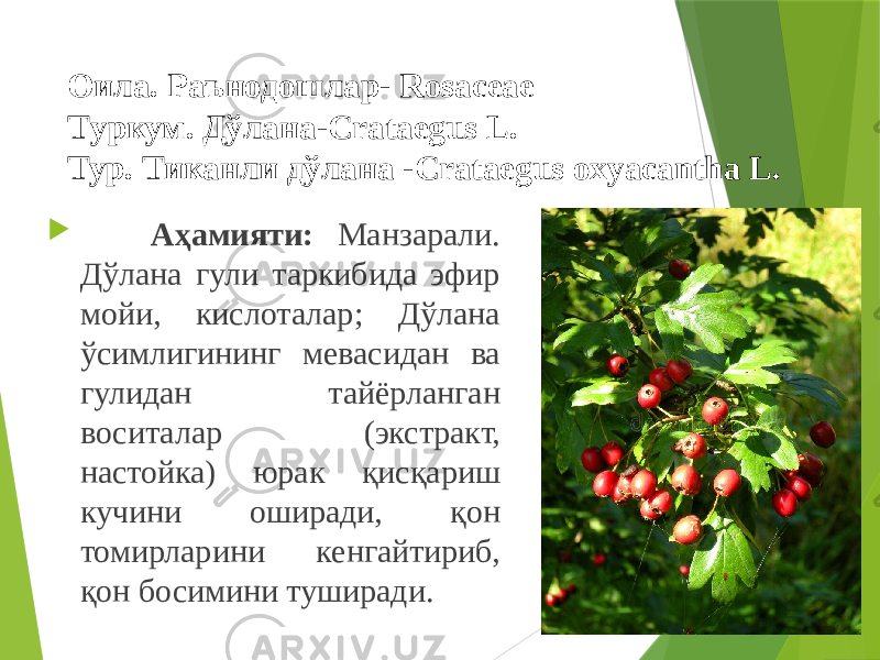 Оила. Раънодошлар- Rosaceae Т уркум. Дўлана-Crataegus L. Тур. Тиканли дўлана -Crataegus oxyacantha L.  Аҳамияти: Манзарали. Дўлана гули таркибида эфир мойи, кислоталар; Дўлана ўсимлигининг мевасидан ва гулидан тайёрланган воситалар (экстракт, настойка) юрак қисқариш кучини оширади, қон томирларини кенгайтириб, қон босимини туширади. 