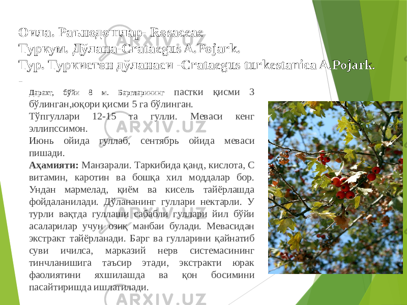 Оила. Раънодошлар- Rosaceae Т уркум. Дўлана-Crataegus A.Pоjark. Тур. Туркистон дўланаси -Crataegus turkestanica A.Pоjark. - Дарахт, бўйи 8 м. Баргларининг пастки қисми 3 бўлинган,юқори қисми 5 га бўлинган. Тўпгуллари 12-15 та гулли. Меваси кенг эллипссимон. Июнь ойида гуллаб, сентябрь ойида меваси пишади. Аҳамияти: Манзарали. Таркибида қанд, кислота, С витамин, каротин ва бошқа хил моддалар бор. Ундан мармелад, қиём ва кисель тайёрлашда фойдаланилади. Дўлананинг гуллари нектарли. У турли вақтда гуллаши сабабли гуллари йил бўйи асаларилар учун озиқ манбаи булади. Мевасидан экстракт тайёрланади. Барг ва гулларини қайнатиб суви ичилса, марказий нерв системасининг тинчланишига таъсир этади, экстракти юрак фаолиятини яхшилашда ва қон босимини пасайтиришда ишлатилади. 