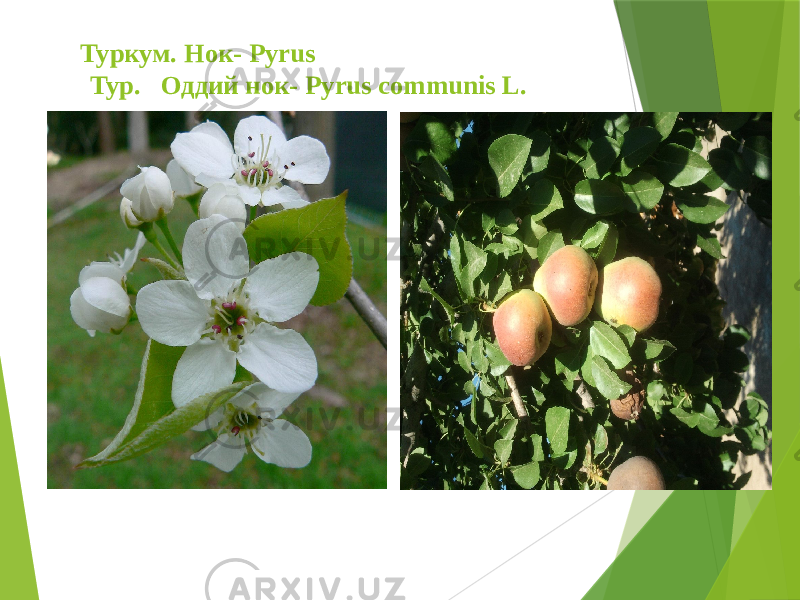  Туркум. Нок- Pyrus Тур. Оддий нок- Pyrus communis L. 