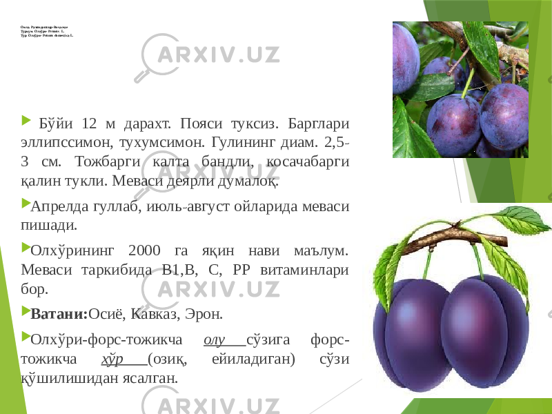 Оила. Раънодошлар-Rosaceae Туркум. Олхўри- Prunus L. Тур. Олхўри- Prunus domestica L.  Бўйи 12 м дарахт. Пояси туксиз. Барглари эллипссимон, тухумсимон. Гулининг диам. 2,5 - 3 см. Тожбарги калта бандли, косачабарги қалин тукли. Меваси деярли думалоқ.  Апрелда гуллаб, июль - август ойларида меваси пишади.  Олхўрининг 2000 га яқин нави маълум. Меваси таркибида В1,В, С, РР витаминлари бор.  Ватани: Осиё, Кавказ, Эрон.  Олхўри-форс-тожикча олу сўзига форс- тожикча хўр (озиқ, ейиладиган) сўзи қўшилишидан ясалган. 