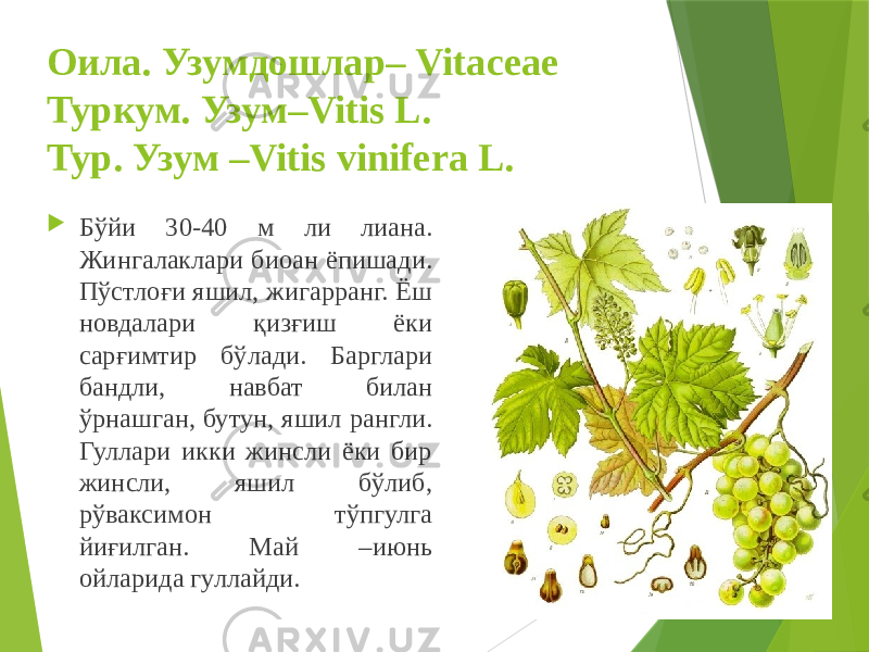 Оила. Узумдошлар– Vitaceae Туркум. Узум–Vitis L. Тур. Узум –Vitis vinifera L.  Бўйи 30-40 м ли лиана. Жингалаклари биоан ёпишади. Пўстлоғи яшил, жигарранг. Ёш новдалари қизғиш ёки сарғимтир бўлади. Барглари бандли, навбат билан ўрнашган, бутун, яшил рангли. Гуллари икки жинсли ёки бир жинсли, яшил бўлиб, рўваксимон тўпгулга йиғилган. Май –июнь ойларида гуллайди. 