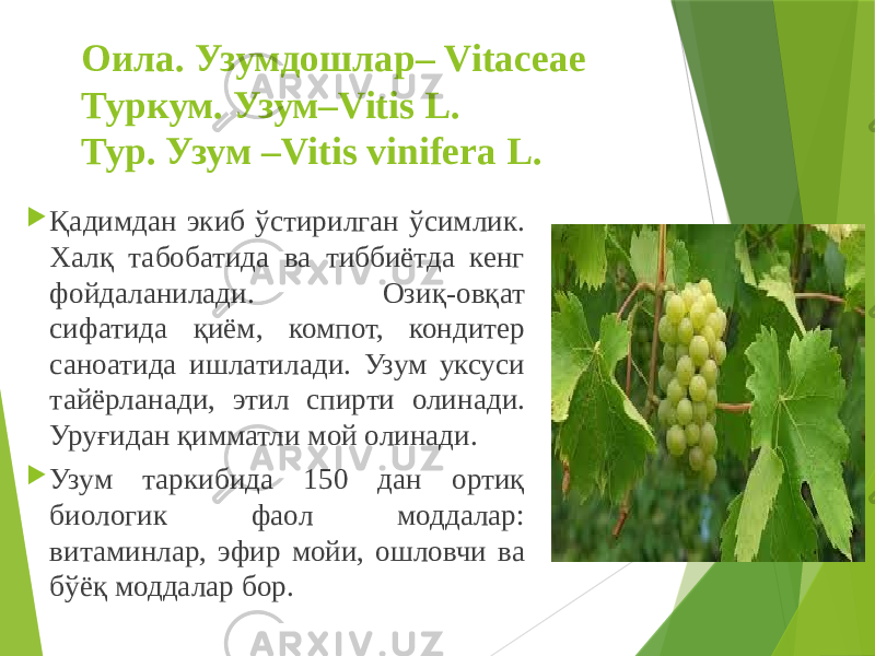 Оила. Узумдошлар– Vitaceae Туркум. Узум–Vitis L. Тур. Узум –Vitis vinifera L.  Қадимдан экиб ўстирилган ўсимлик. Халқ табобатида ва тиббиётда кенг фойдаланилади. Озиқ-овқат сифатида қиём, компот, кондитер саноатида ишлатилади. Узум уксуси тайёрланади, этил спирти олинади. Уруғидан қимматли мой олинади.  Узум таркибида 150 дан ортиқ биологик фаол моддалар: витаминлар, эфир мойи, ошловчи ва бўёқ моддалар бор. 