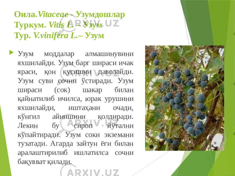 Оила. Vitaceae - Узумдошлар Туркум. Vitis L. – Узум Тур. V.vinifera L. – Узум  Узум моддалар алмашинувини яхшилайди. Узум барг шираси ичак яраси, қон қусишни даволайди. Узум суви сочни ўстиради. Узум шираси (сок) шакар билан қайнатилиб ичилса, юрак урушини яхшилайди, иштаҳани очади, кўнгил айнишини қолдиради. Лекин бу сироп йўтални кўпайтиради. Узум соки экземани тузатади. Агарда зайтун ёғи билан аралаштирилиб ишлатилса сочни бақувват қилади. 