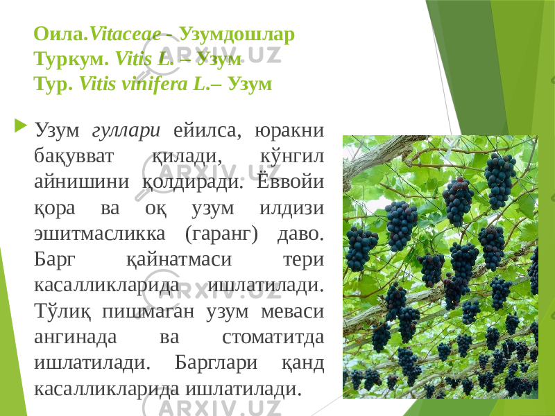 Оила. Vitaceae - Узумдошлар Туркум. Vitis L. – Узум Тур. Vitis vinifera L. – Узум  Узум гуллари ейилса, юракни бақувват қилади, кўнгил айнишини қолдиради. Ёввойи қора ва оқ узум илдизи эшитмасликка (гаранг) даво. Барг қайнатмаси тери касалликларида ишлатилади. Тўлиқ пишмаган узум меваси ангинада ва стоматитда ишлатилади. Барглари қанд касалликларида ишлатилади. 