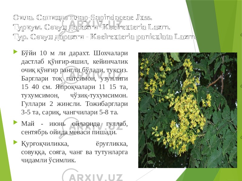 Оила. Сапиндошлар-Sapindaceae Juss. Туркум. Совун дарахти -Koelreuteria Laxm. Тур. Совун дарахти - Koelreuteria paniculata Laxm.  Бўйи 10 м ли дарахт. Шохчалари дастлаб қўнғир-яшил, кейинчалик очиқ қўнғир рангли бўлади, туксиз. Барглари тоқ патсимон, узунлиги 15 40 см. Япроқчалари 11 15 та, тухумсимон, чўзиқ-тухумсимон. Гуллари 2 жинсли. Тожибарглари 3-5 та, сариқ, чангчилари 5-8 та.  Май - июнь ойларида гуллаб, сентябрь ойида меваси пишади.  Қурғоқчиликка, ёруғликка, совуққа, сояга, чанг ва тутунларга чидамли ўсимлик. 