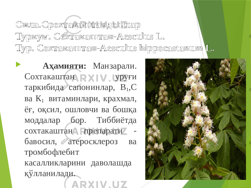 Оила.Срохтакаштандошлар Туркум. Сохтакаштан-Aesculus L. Тур. Сохтакаштан-Aesculus hippocastanum L.  Аҳамияти: Манзарали. Сохтакаштан уруғи таркибида сапонинлар, В 1 ,С ва К 1 витаминлари, крахмал, ёғ, оқсил, ошловчи ва бошқа моддалар бор. Тиббиётда сохтакаштан препарати - бавосил, атеросклероз ва тромбофлебит касалликларини даволашда қўлланилади. 